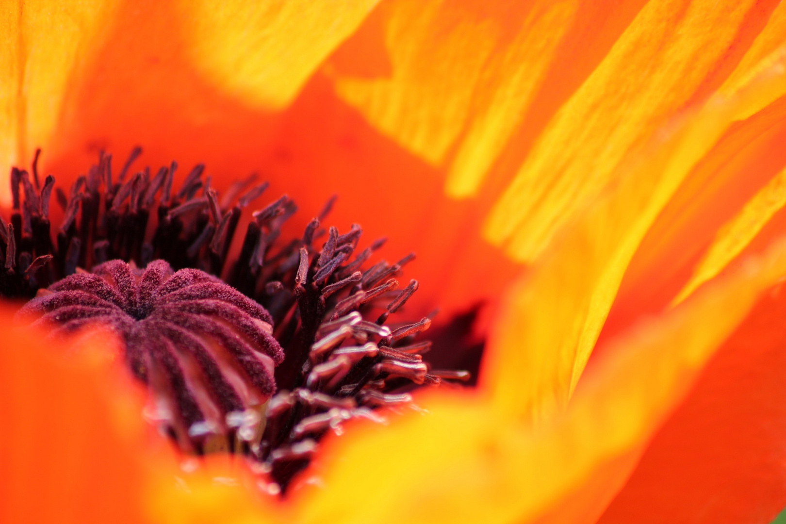 Klatschmohn