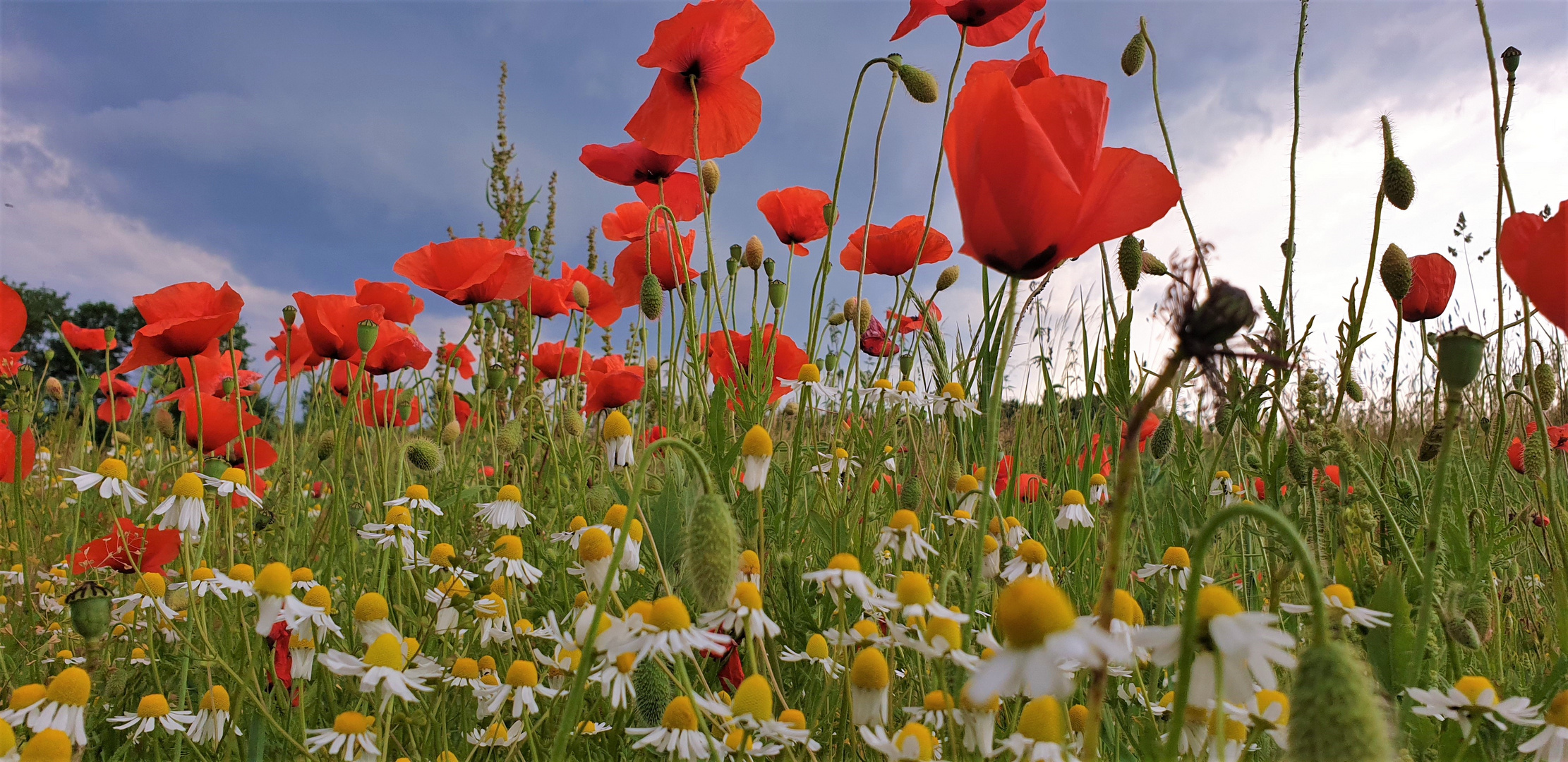 Klatschmohn