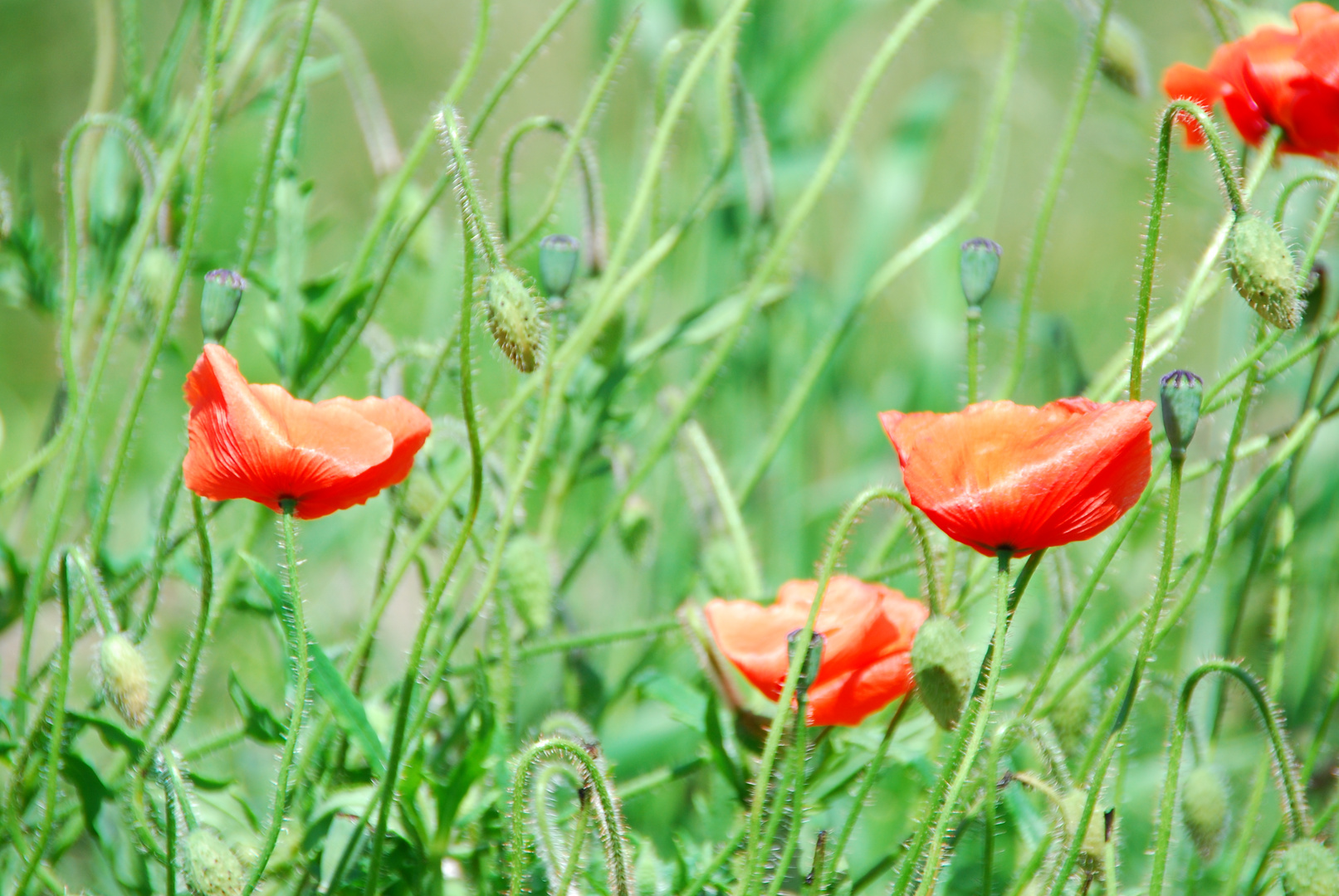 Klatschmohn