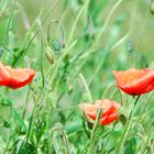 Klatschmohn