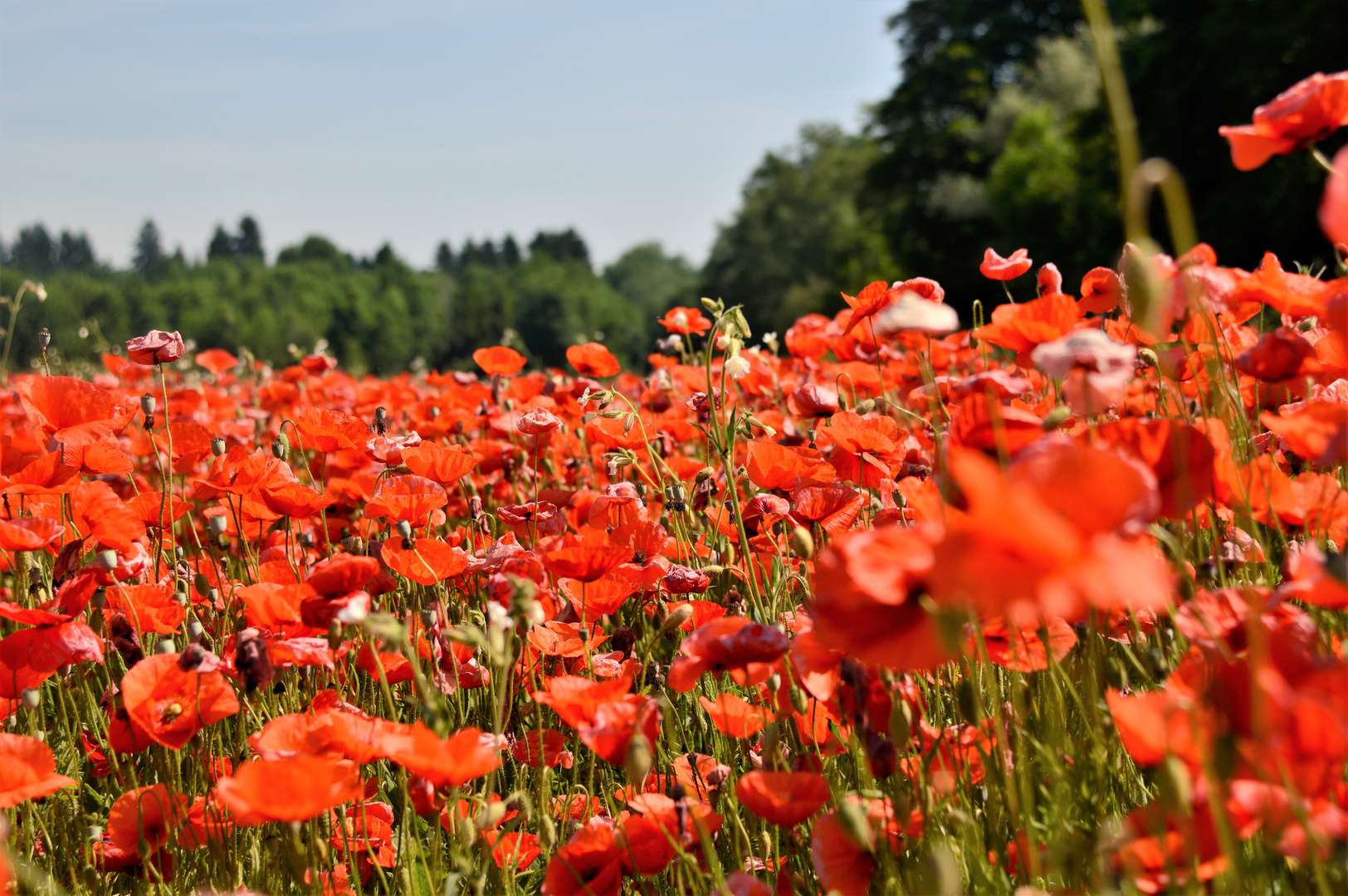 Klatschmohn