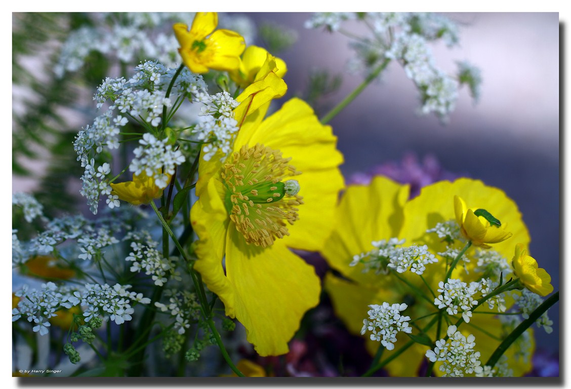 Klatschmohn