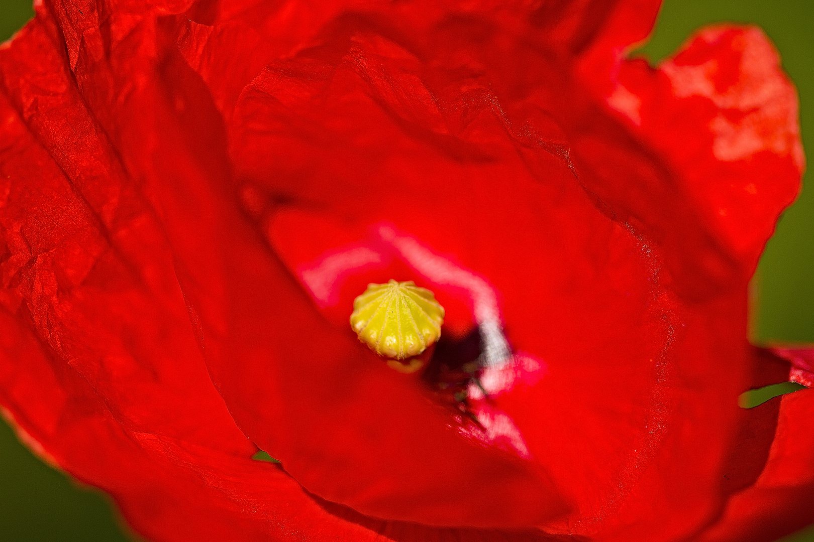 Klatschmohn