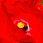 Klatschmohn