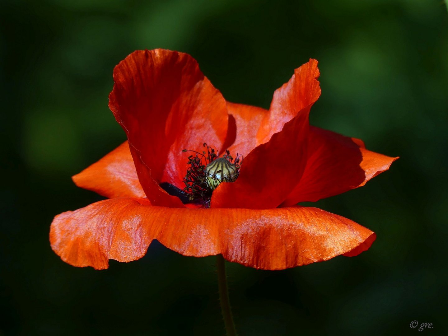 Klatschmohn