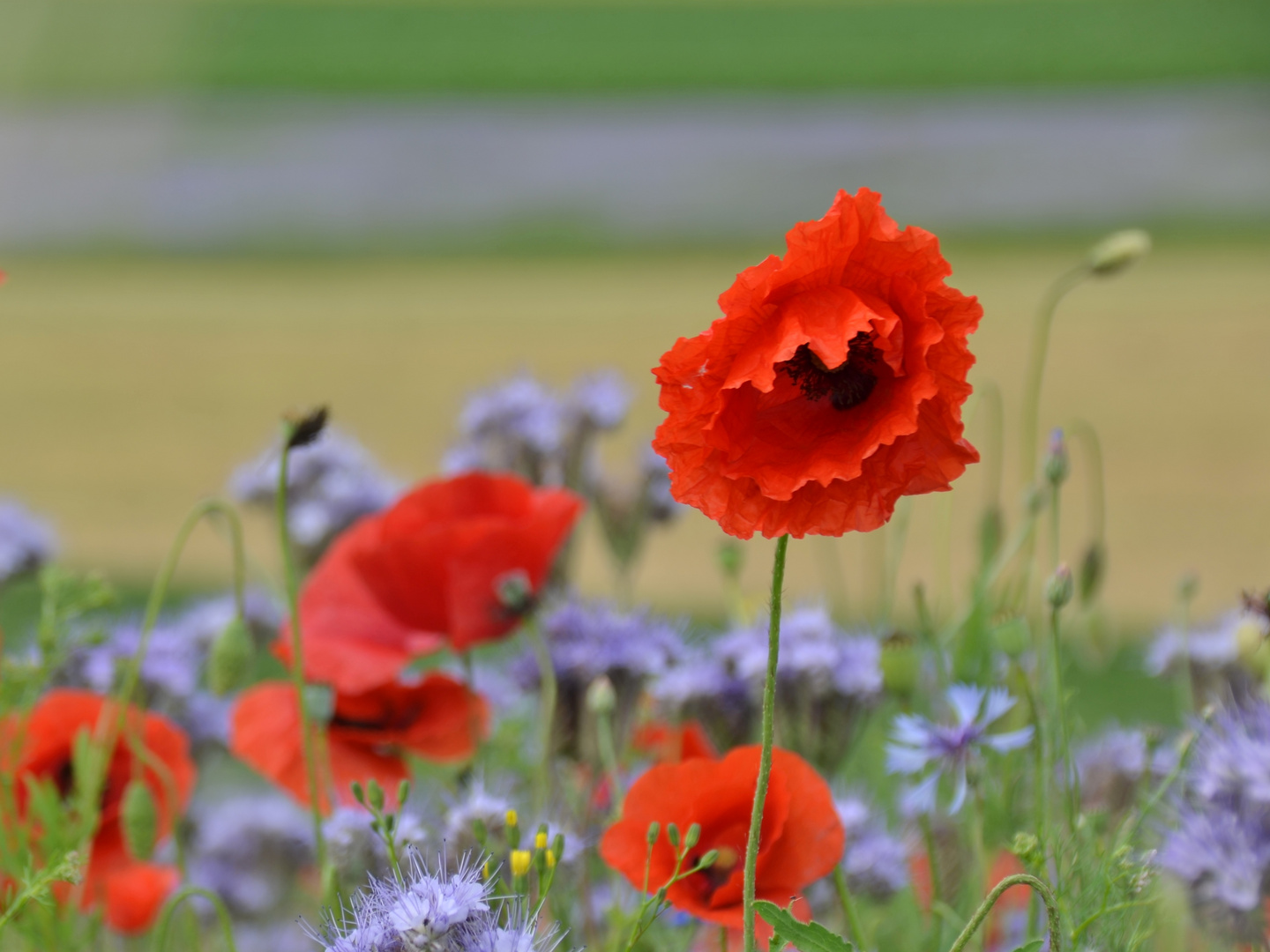 Klatschmohn