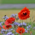 Klatschmohn