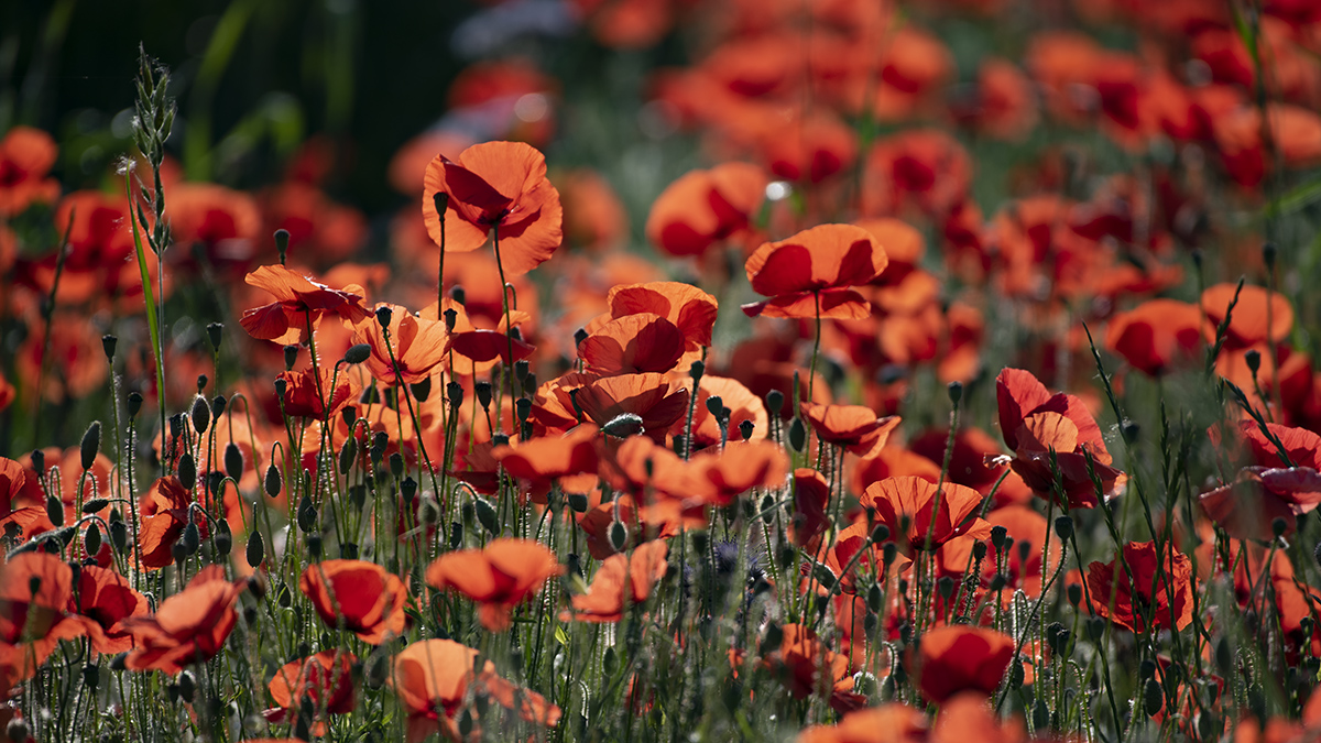 Klatschmohn