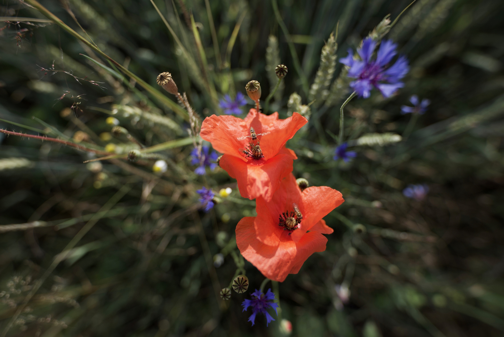 Klatschmohn