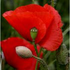 KLATSCHMOHN