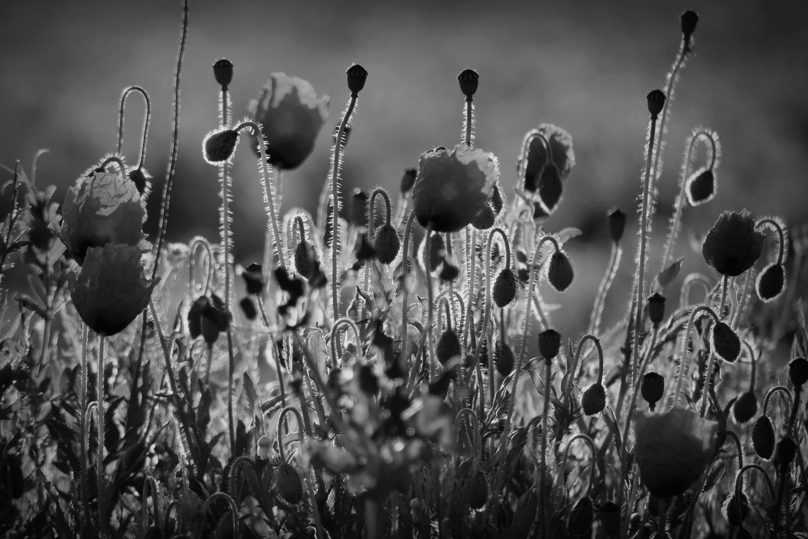 Klatschmohn