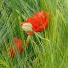 Klatschmohn