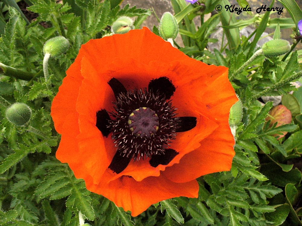 Klatschmohn