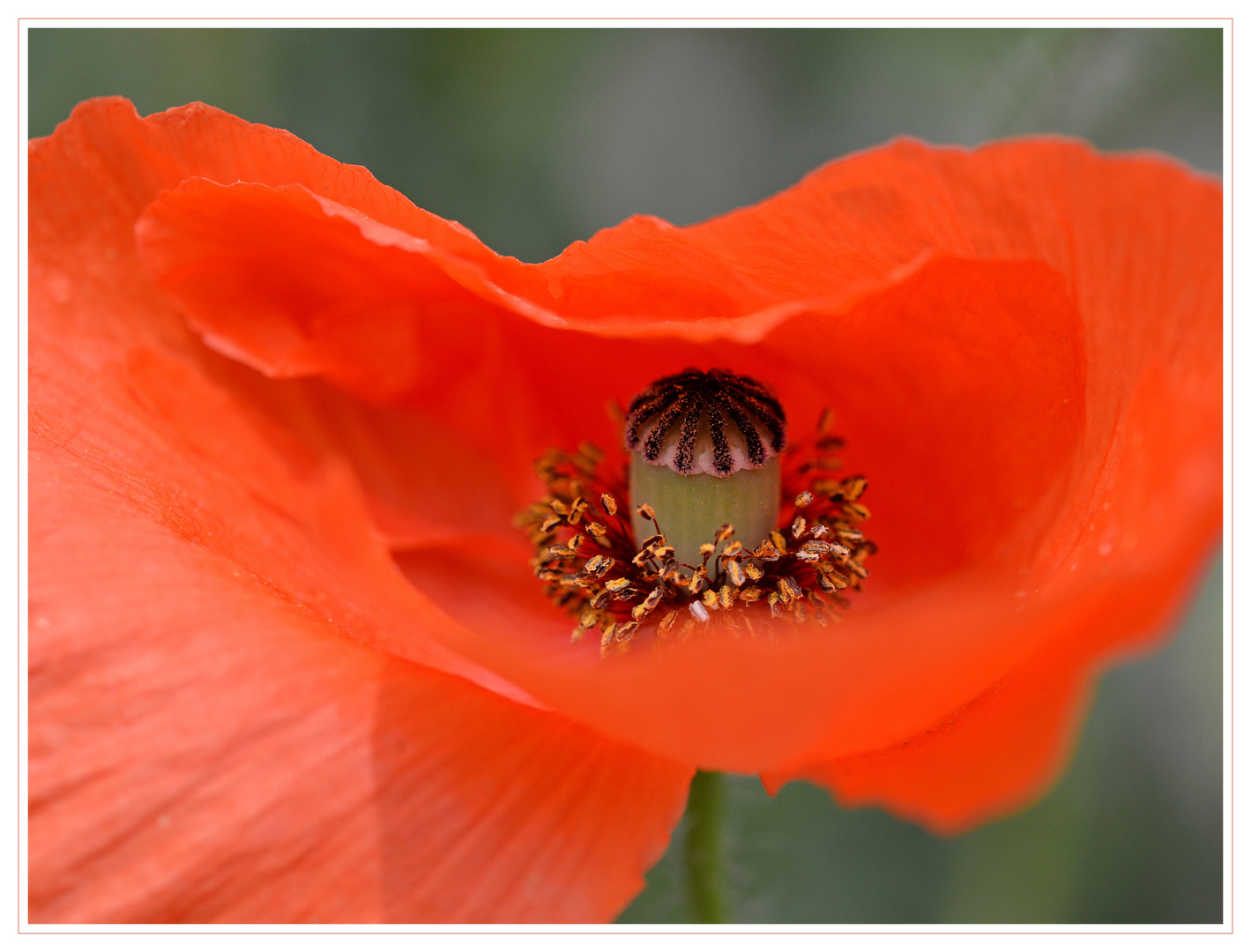 Klatschmohn