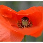 Klatschmohn