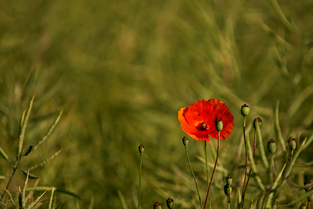 Klatschmohn die 2.