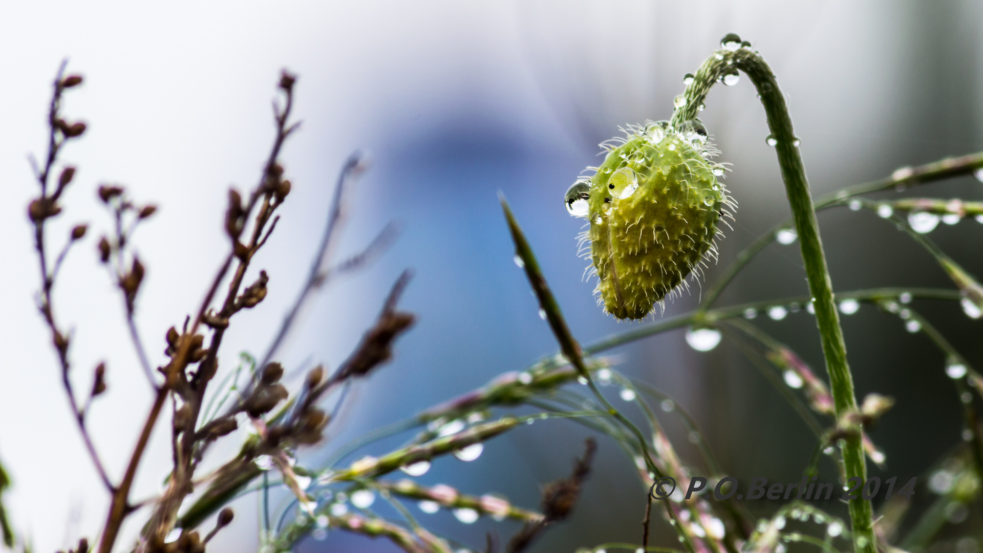 Klatschmohn Drache