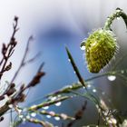 Klatschmohn Drache