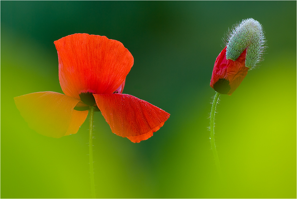 Klatschmohn-Duo