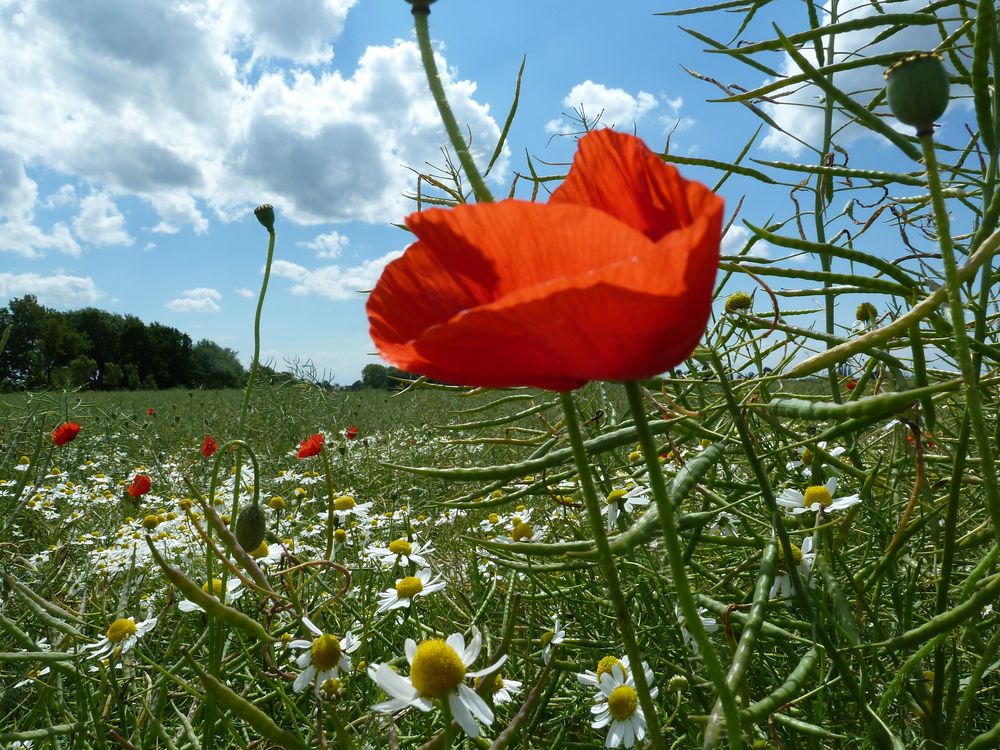 KLATSCHmohn