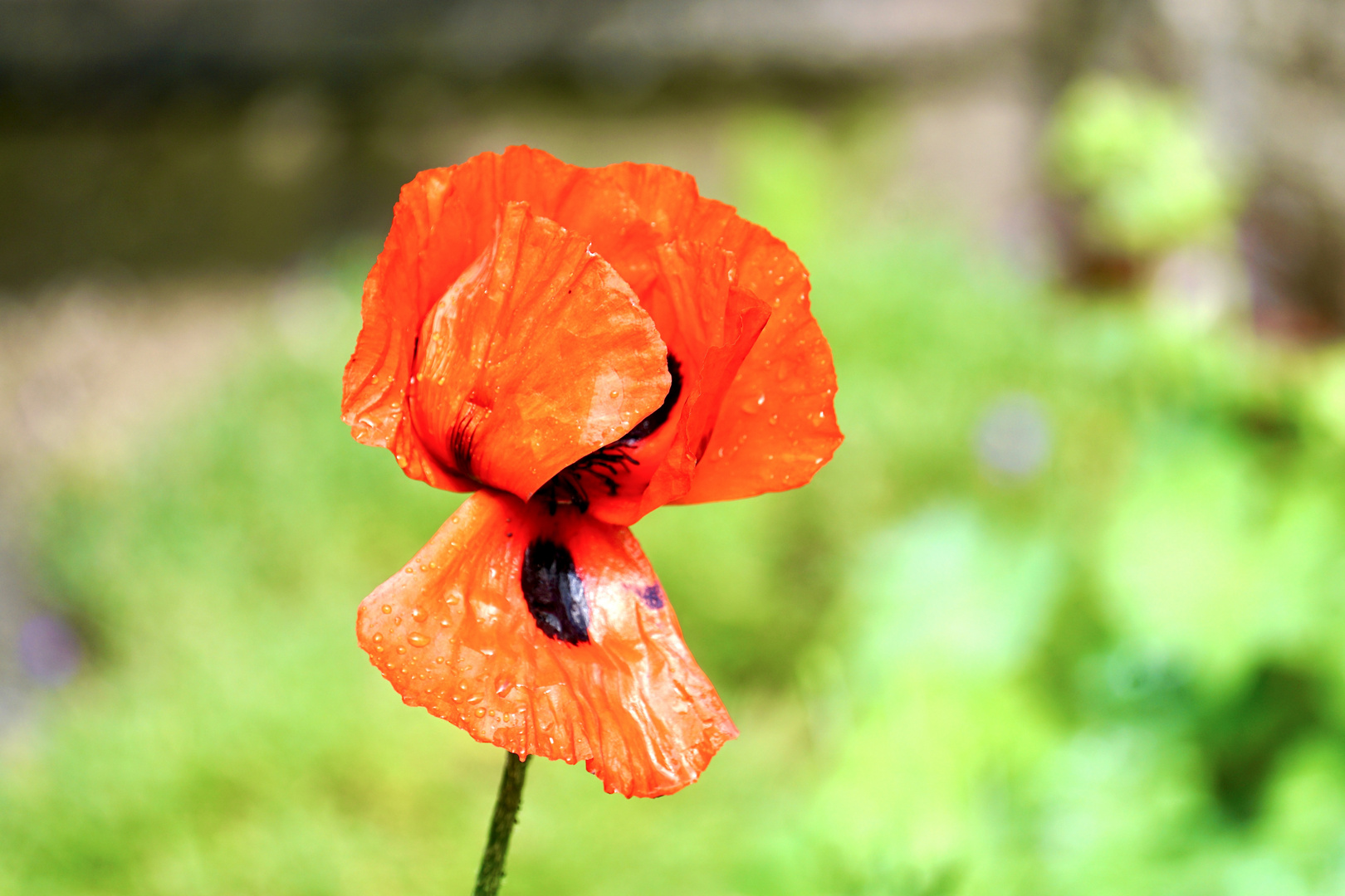 Klatschmohn