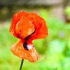 Klatschmohn