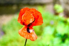 Klatschmohn