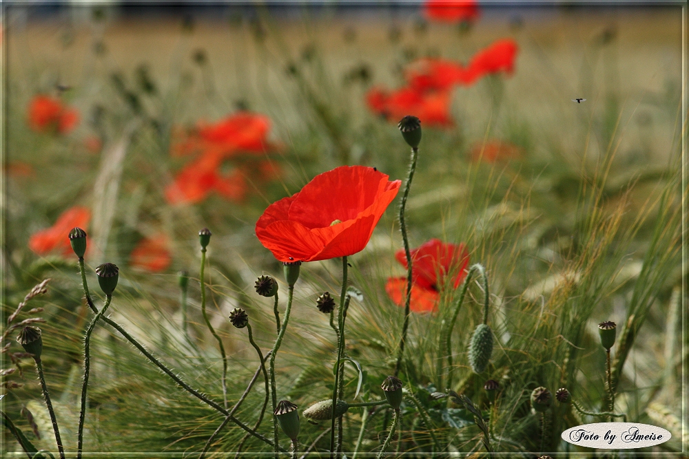 Klatschmohn