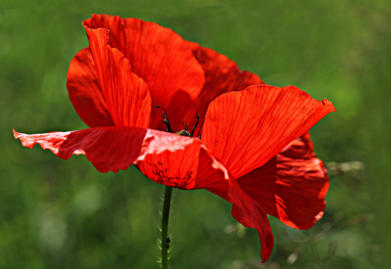 Klatschmohn