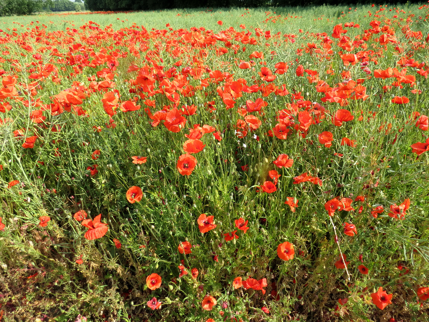 Klatschmohn