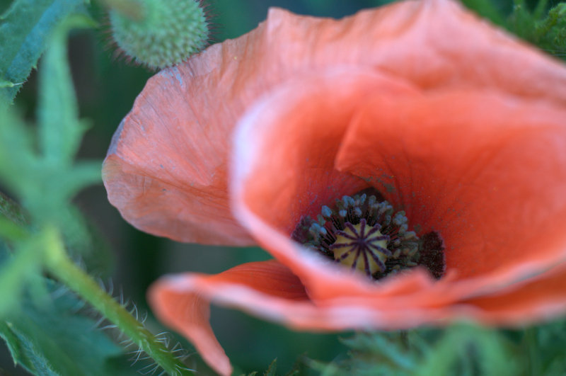 Klatschmohn