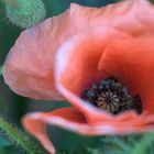 Klatschmohn