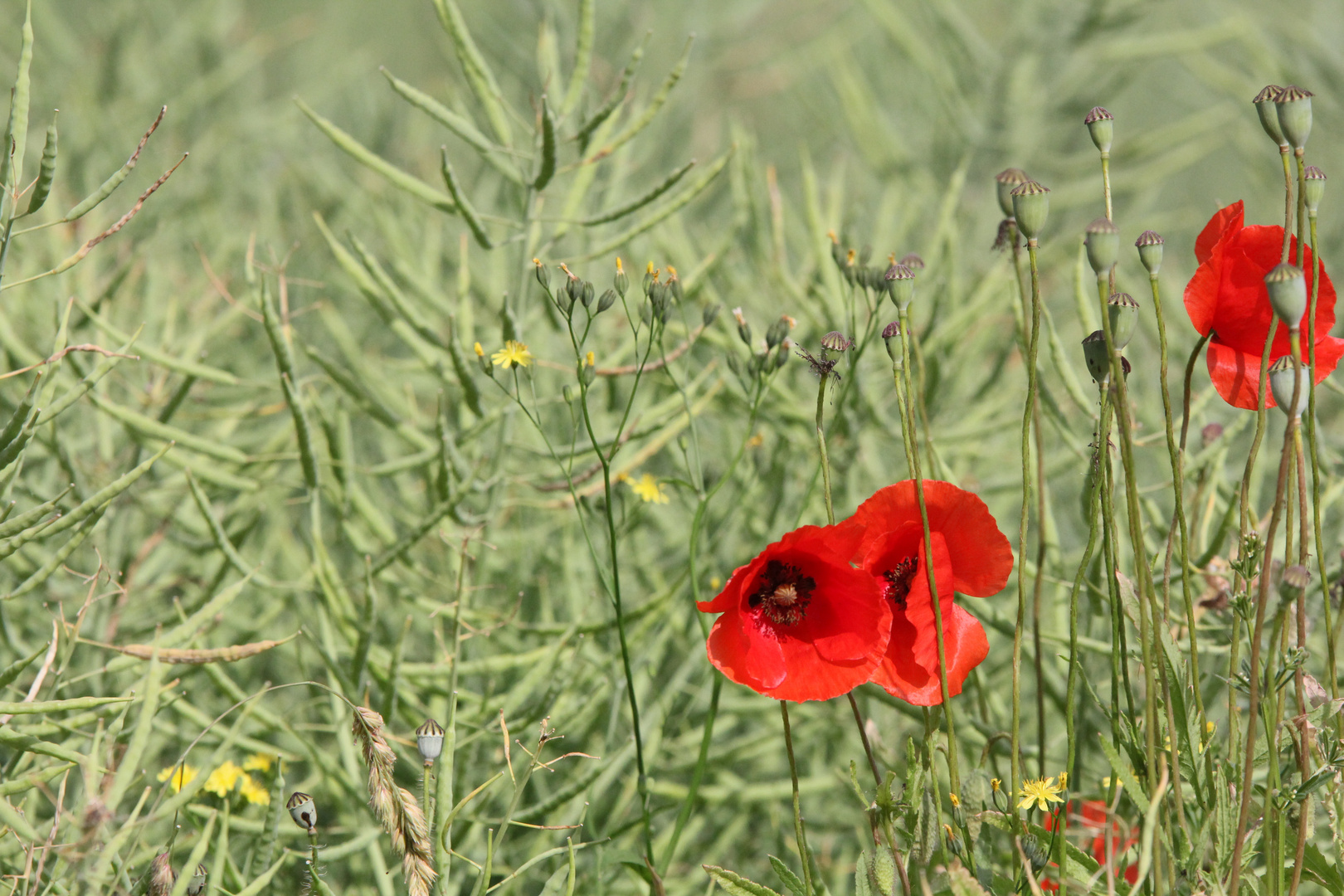 Klatschmohn