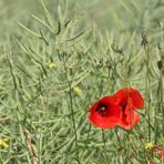 Klatschmohn