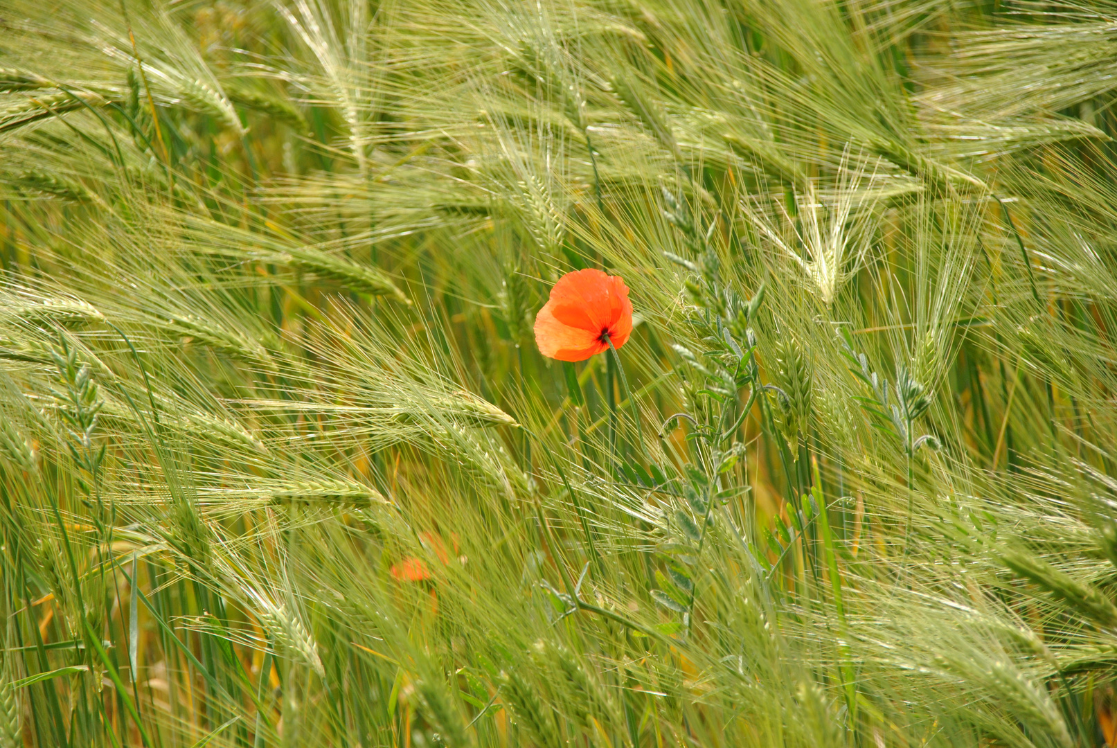 Klatschmohn