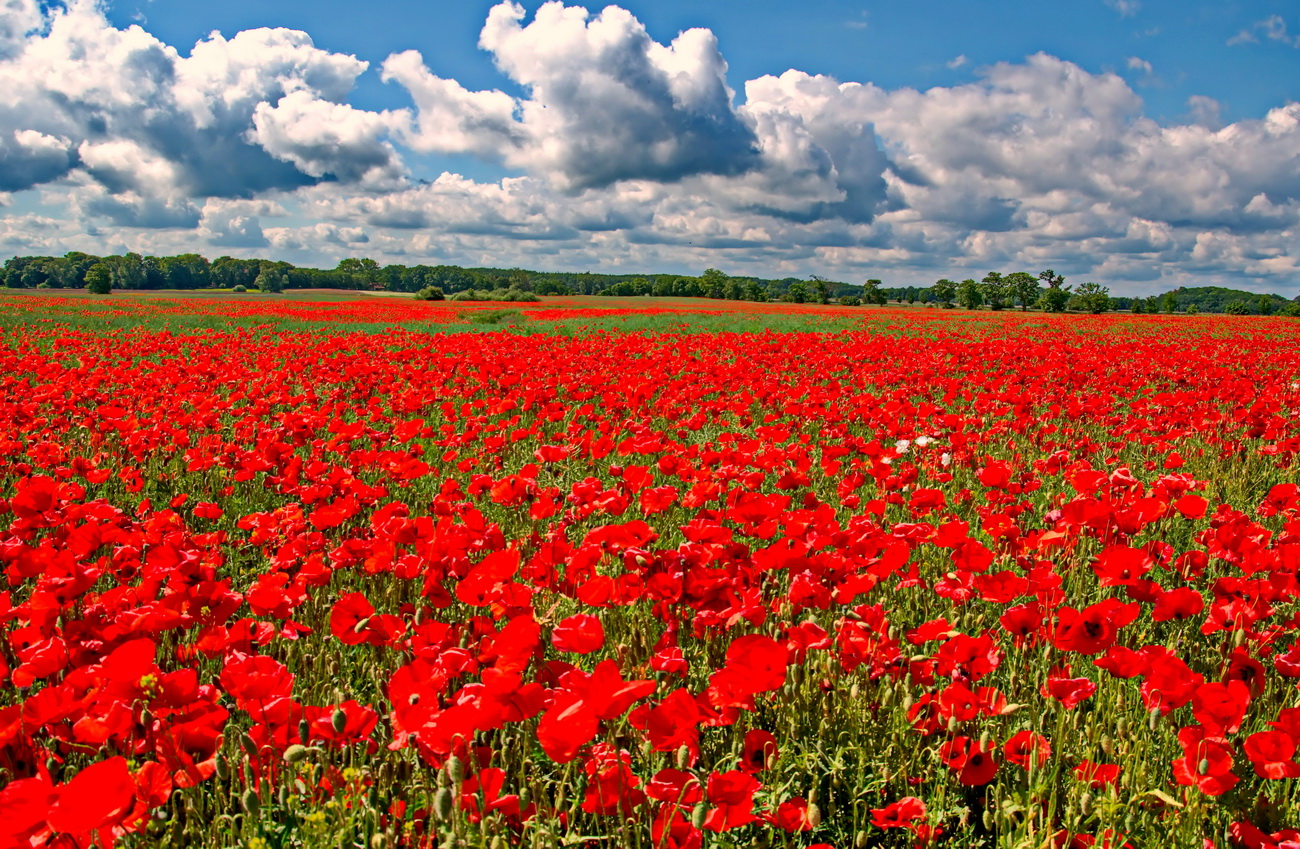 Klatschmohn