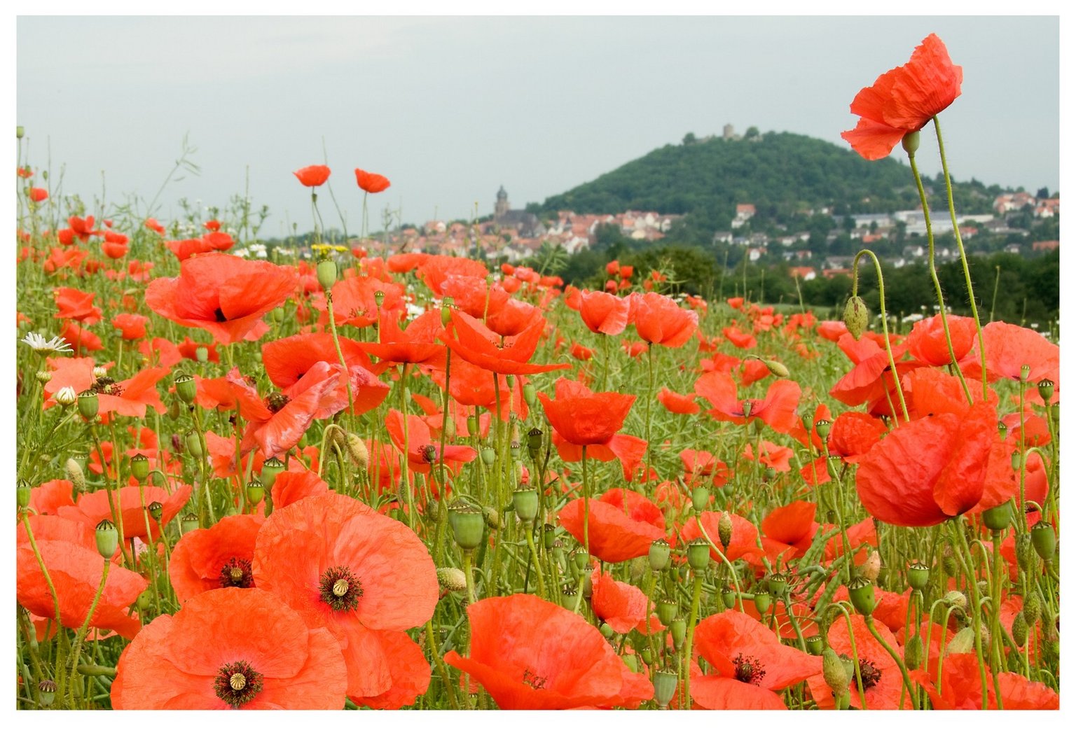 Klatschmohn