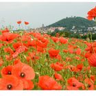 Klatschmohn