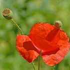 Klatschmohn