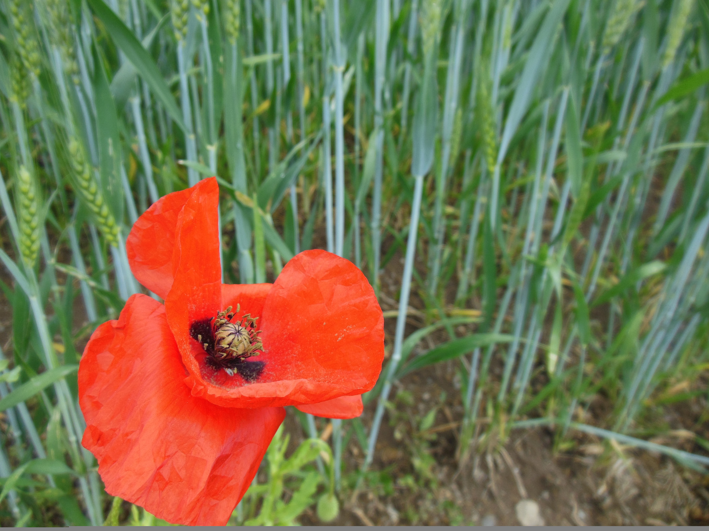 Klatschmohn