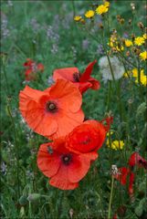 Klatschmohn