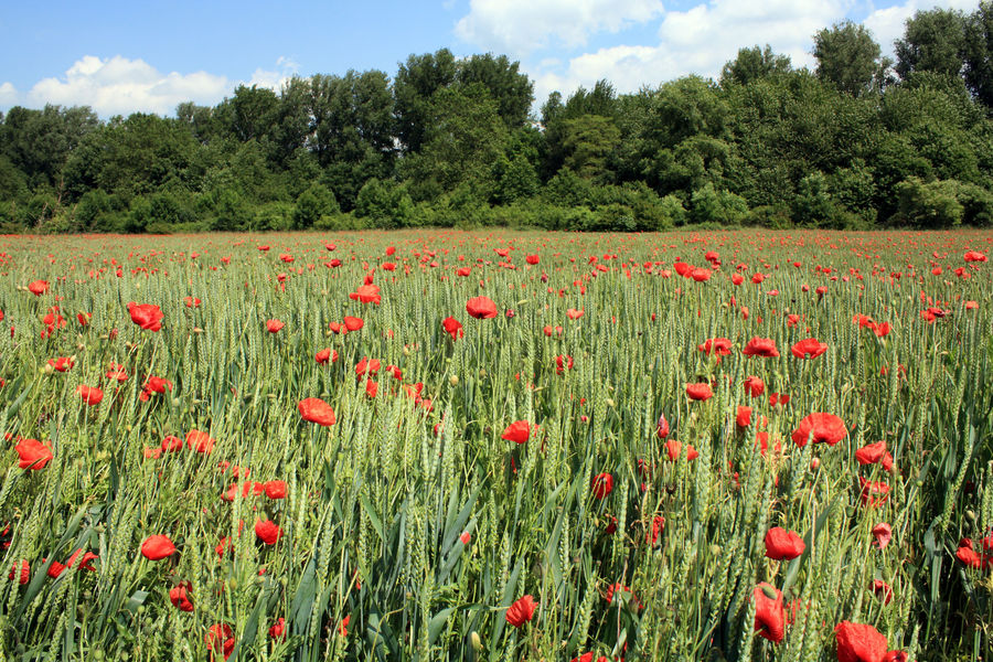 Klatschmohn