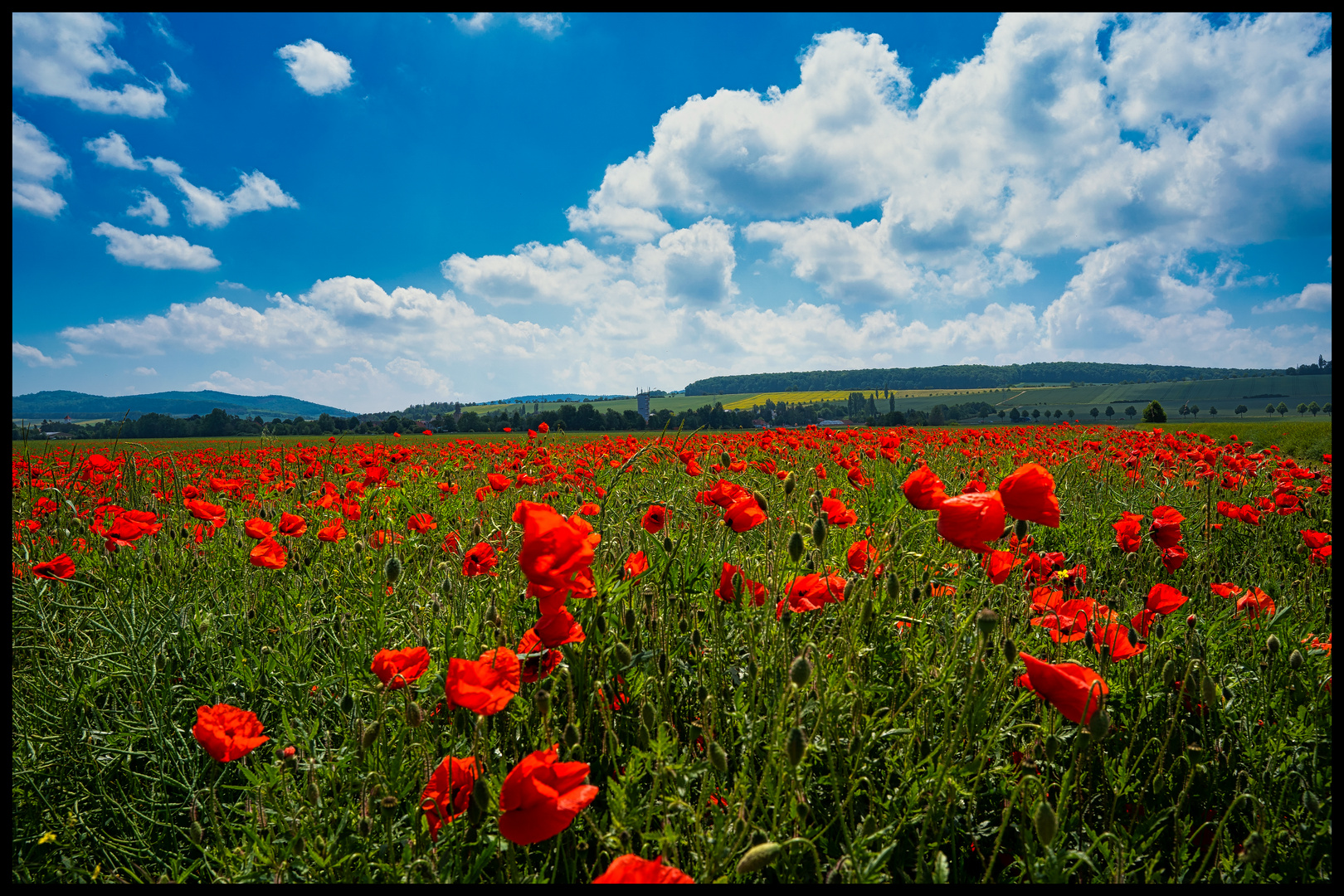 Klatschmohn