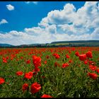 Klatschmohn