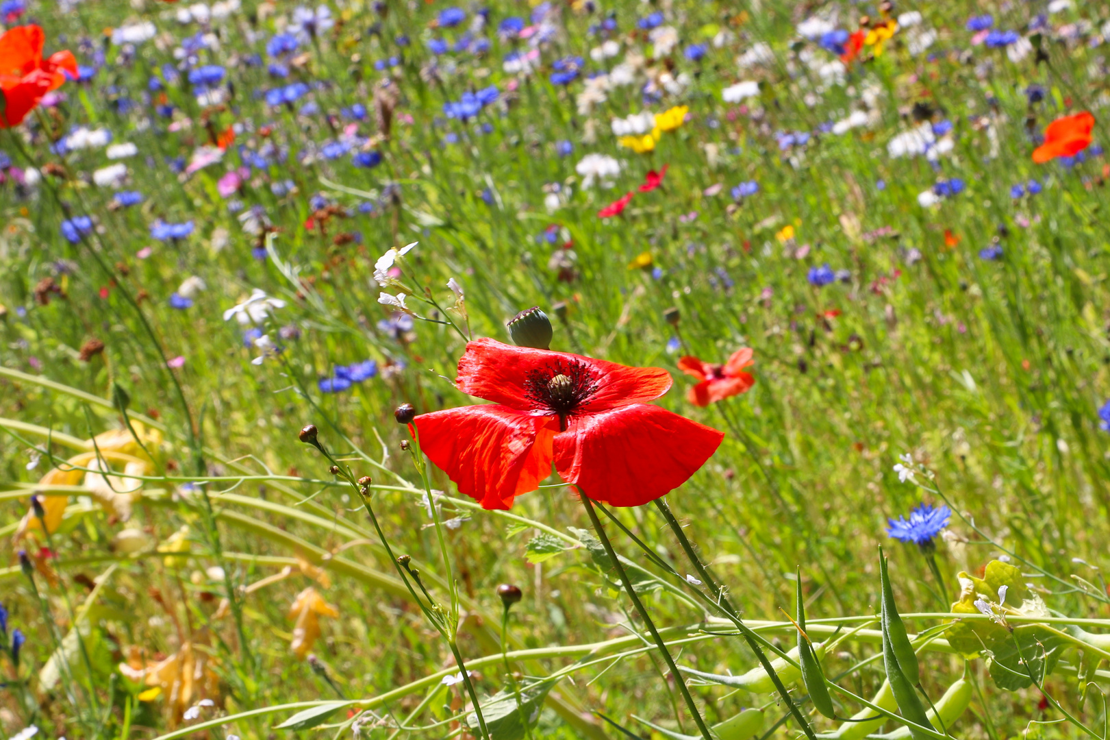 Klatschmohn