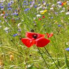 Klatschmohn