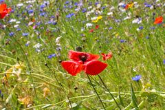 Klatschmohn