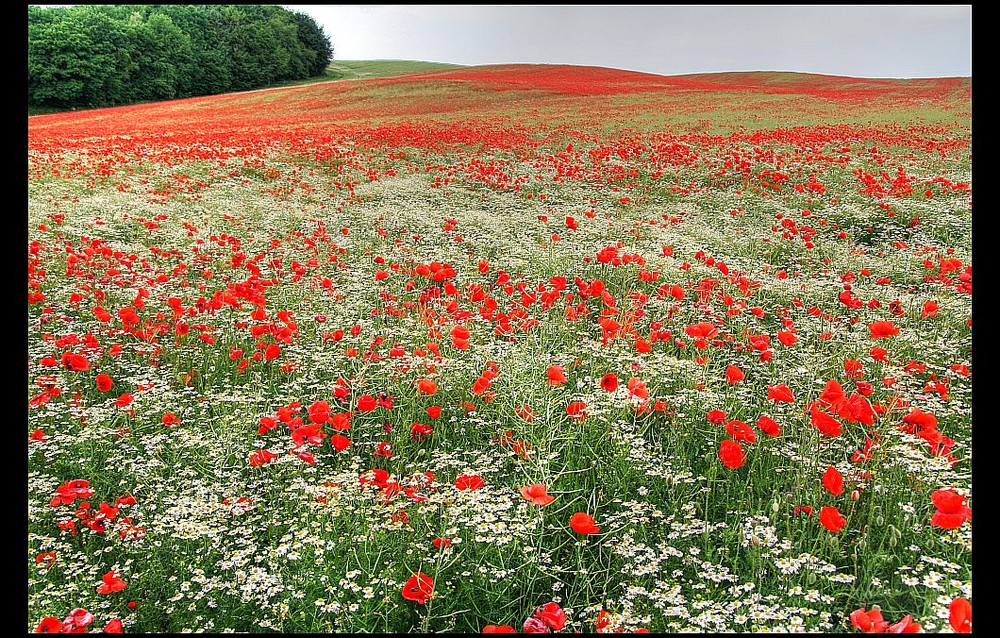 Klatschmohn