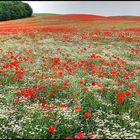 Klatschmohn