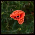 Klatschmohn